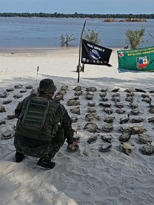 A Polícia Militar do Amazonas (PMAM), em operação na Base Fluvial Arpão 2, coordenada pela Secretaria de Segurança Pública do Amazonas (SSP-AM), apreendeu cerca de 108 quelônios, um motor rabeta e uma canoa. A apreensão foi realizada no município de Novo Airão (a 115 quilômetros de Manaus).
