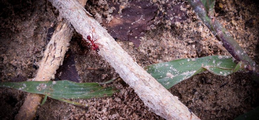 Consideradas eussociais (nível mais alto de organização social) entre os insetos e bioindicadoras de impactos ambientais, as formigas foram as protagonistas de uma pesquisa científica, que analisou como as características das ilhas fluviais do Arquipélago de Anavilhanas, em Novo Airão (distante 115 quilômetros de Manaus), podem afetar a distribuição desses insetos.